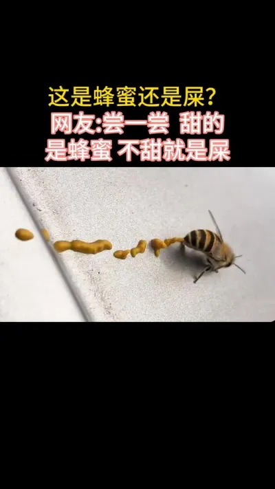 你认为这是蜂蜜还是屎？#三农 #蜜蜂养殖 #蜜蜂