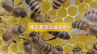 蜂王是怎么诞生的#蜜蜂养殖 #三农 #蜂王