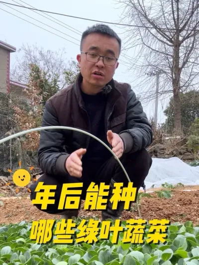 年后能种哪些绿叶蔬菜？春天能种哪些菜？#关注我一起学种菜 #我的小菜园 #种植小技巧 #我爱种菜 #蔬菜种植