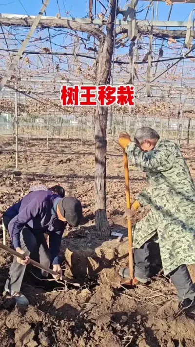 葡萄树王移栽 葡萄树更新换代，树王移栽，需要的联系，镇园