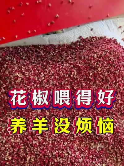 花椒喂得好养羊没烦恼 #养羊 #科学养羊 #新手养羊 #牛羊养殖