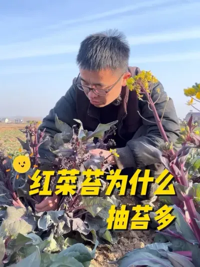 红菜苔为什么抽苔多？抽苔猛？#关注我一起学种菜 #我的小菜园 #种植小技巧 #蔬菜种植 #我爱种菜