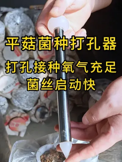 平菇种植，这样接种发菌速度快，需要接种的老板可以试试这个神器 #平菇种植 #打孔器 #菌种打孔器