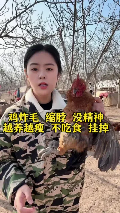 鸡炸毛缩脖没精神，不吃食越养越瘦，零星挂掉怎么办#科学养鸡 #鸡鸭鹅养殖 #养鸡人 #服务三农支持三农 #养殖小妙招