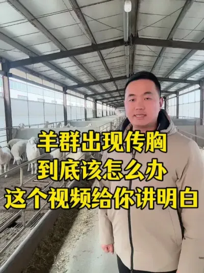 羊群出现烂肺病养殖户该如何去解决和预防 #牛羊烂肺病  #牛羊养殖  #畜牧养殖   #每天分享养殖小知识