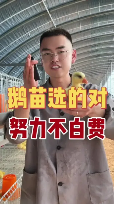 新手必看！如果你不想被坑，这这些挑选鹅苗的技巧，你一定要知道！点赞加收藏，别用的时候找不到了！#如何挑选好鹅苗 #养鹅技术找晓雨
