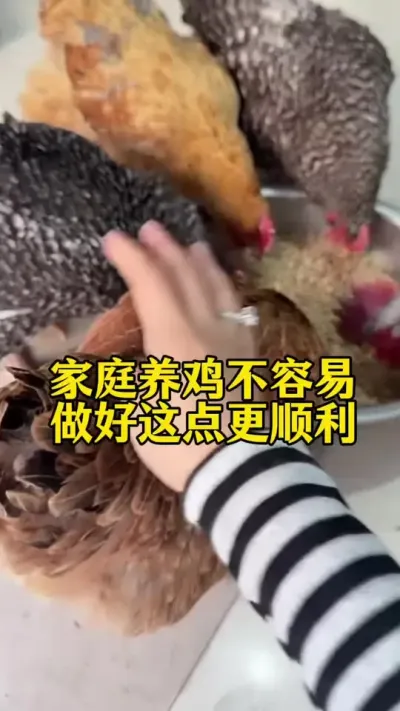 家庭养鸡不容易，做好这点更顺利#鸡鸭鹅养殖 #科学养鸡 #服务三农支持三农 #养鸡人 #养殖小妙招