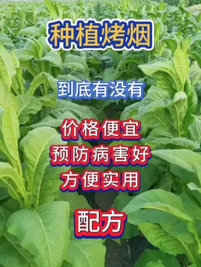 种植烤烟到底有没有价格便宜，抗病性好，方便实用的配方呢 #烤烟 #烤烟种植 #烤烟种植技术与管理 #烤烟田间管理 #烟农