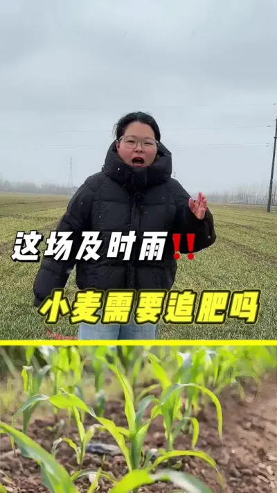 这场及时雨，小麦能不能追肥#及时雨 #小麦 #农业 #小麦种植