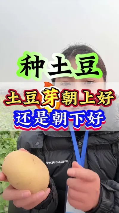 种土豆芽朝上好还是朝下好#种植小技巧 #土豆种植 #农业种植 #抖音助农 #三农