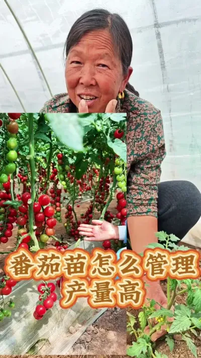 番茄苗怎么管理结的多 番茄这个管理方法你学会了吗#番茄种植 #西红柿种植 #西红柿种植技术 #三农 #生菜杨姐 @DOU+上热门 @DOU+小助手