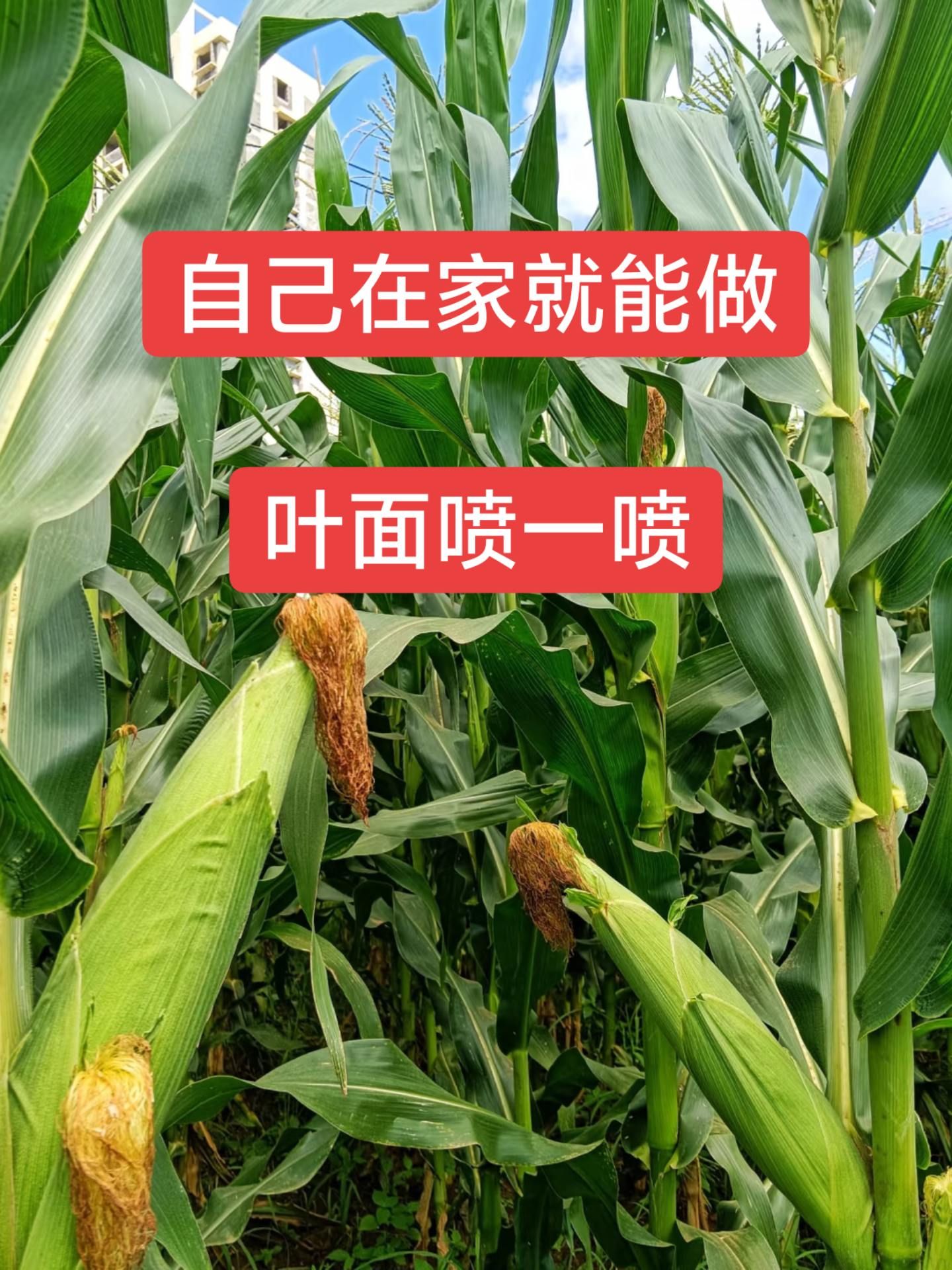 http://static.ixuenong.com/pxn/uploads/prod/thirdfile/2025/05/d55d137156e337e87d880c6995b0a88a.jpg