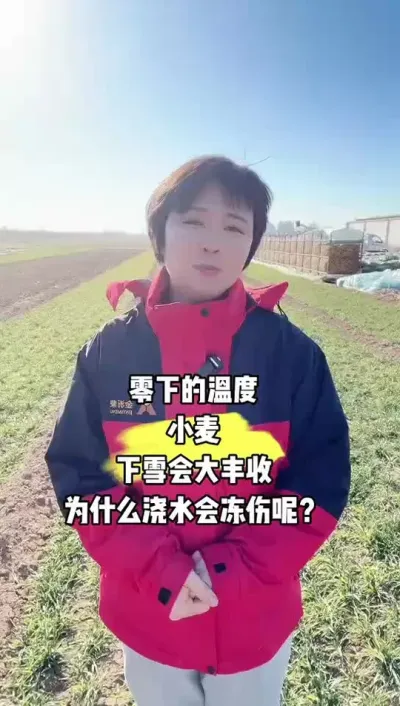 零下的温度，小麦遇到下雪就会大丰收，为什么浇水会冻伤呢？ #田间地头走一走 #小麦 #农民种地不容易