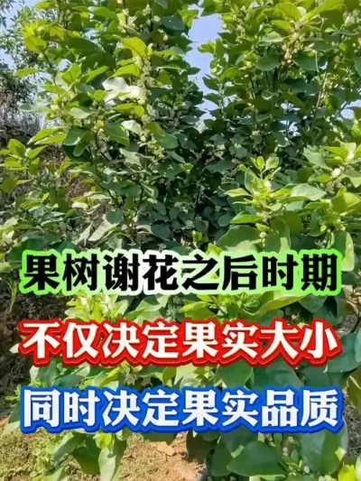 果树谢花后关键时期，一定要注意了#果树 #果树种植 #果树管理 #果园管理