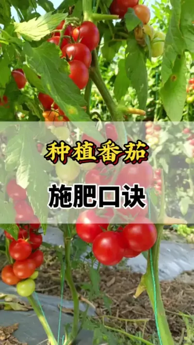 种植番茄，施肥口诀#番茄种植方法及管理技术 #番茄施肥技术  #西红柿什么时候冲施钙镁合适 #番茄种植技术 #西红柿种植技术与管理法