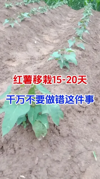 红薯移栽15-20天千万别做错这件事#红薯种植#红薯追肥#红薯管理#红薯高产 #种植小技巧