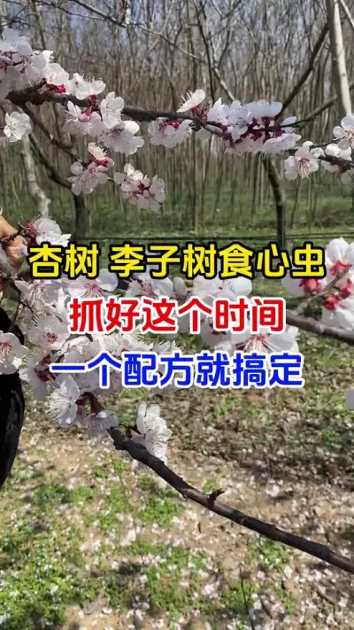 杏树李子树食心虫抓好这个时间，一个配方就搞定#李子#食心虫#虫害防治#分享农业知识帮农民增产增收