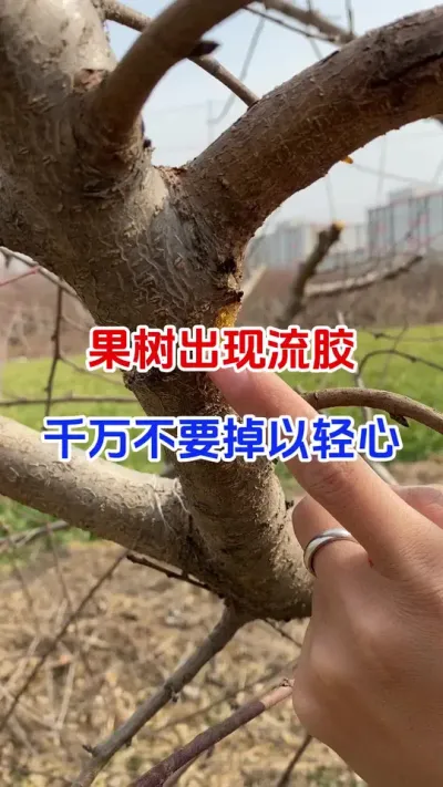 果树出现流胶，千万不要掉以轻心#果树种植#果树流胶#流胶病防治#果园管理#分享农业知识帮农民增产增收