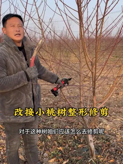 #关注我每天为你分享更多农业知识 #支持三农扶持三农发展 #抖音助农 #农业技术推广 #桃树冬季修剪 @抖音小助手 @抖音热点 @抖音创作者中心