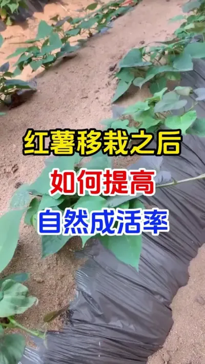 红薯移栽之后如何提高自然成活率#红薯种植#红薯移栽 #蘸根配方 #红薯高产