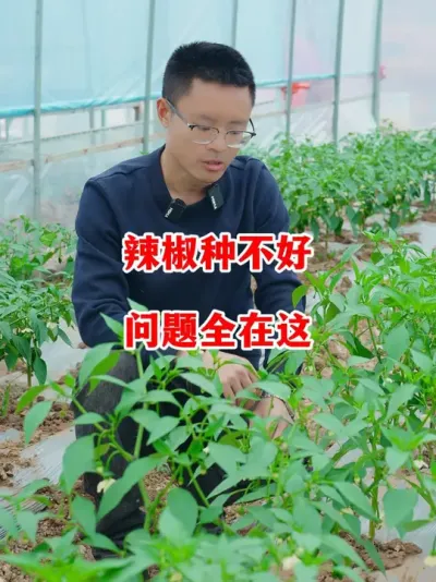 辣椒总是种不好为题到底出在哪里#辣椒种植 #辣椒 #小米辣 #线椒 #来抖音学农技