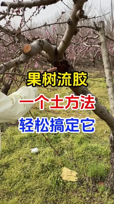 果树流胶一个土方法轻松搞定#果树种植#流胶病 #流胶防治 #果园管理