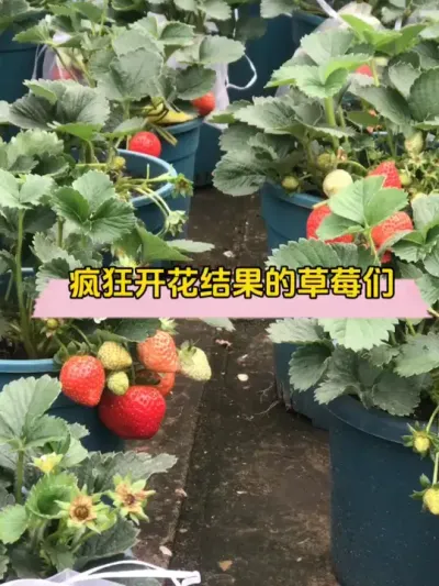 别人种的草莓不放心，那么自己种吧，绝对绿色无公害！ #草莓🍓 #记录我的种植生活 #草莓种植 #草莓熟了 #阳台种植