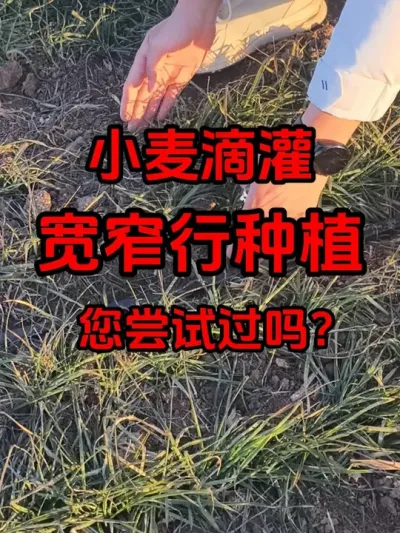 小麦滴灌宽窄行种植模式 和大家分享两种小麦滴灌宽窄行模式，对灌溉效率和成本节约非常有帮助，希望能给大家带来启发。#小麦滴灌 #小麦宽窄行种植 #小麦灌溉
