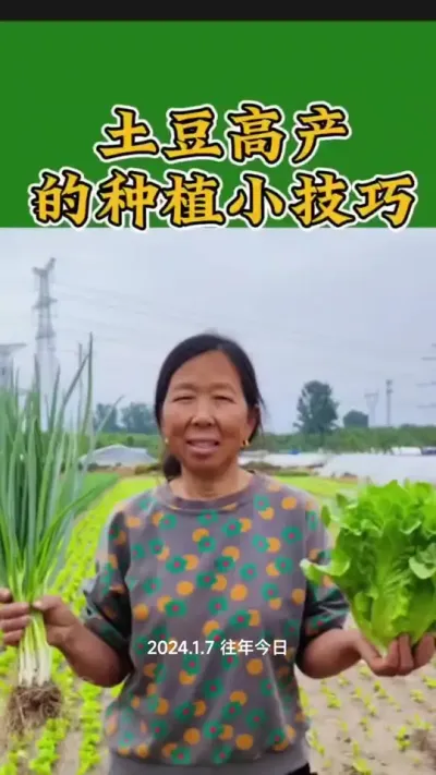 土豆的种植小技巧#土豆种植 #土豆高产种植 #种植小技巧 #生菜杨姐 @DOU+上热门