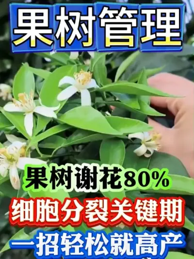 果树谢花80%，细胞分裂关键时期，急需大量营养补充，一定要注意了#果树 #果树种植 #果树管理 #果园管理