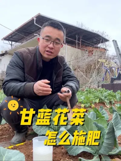 甘蓝花菜怎么施肥？甘蓝花菜如何管理？#每天分享蔬菜种植技巧 #我的小菜园 #关注我一起学种菜 #种植小技巧 #阳台种菜