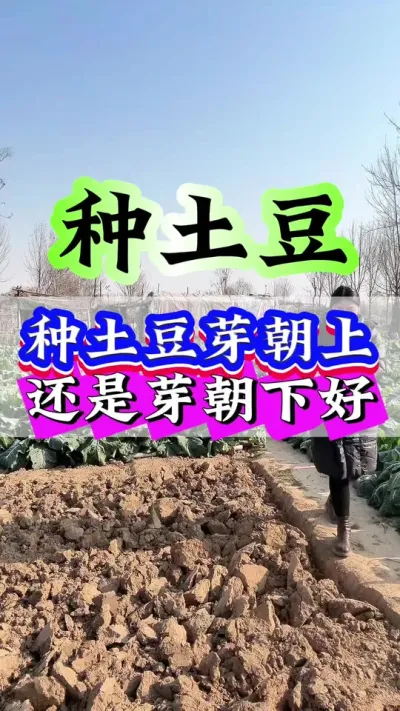 种土豆是芽朝上好还是芽朝下好#土豆 #土豆种植 #种植小技巧 #抖音助农 #三农