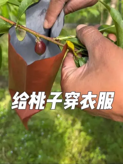 #抖音助农 #一份耕耘一份收获 #新农人计划 #苗圃基地 #果树管理 @抖音小助手 @抖音热点 @抖音创作者中心