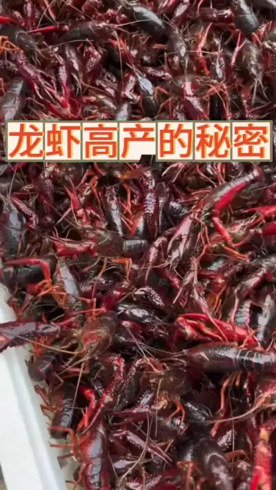 龙虾高产的秘密 #小龙虾养殖 #水产养殖 #养虾人 #渔德盛 #抖音助农