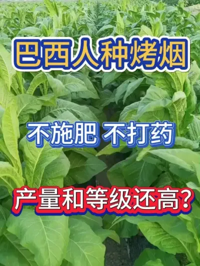 巴西种烤烟，不用施肥的高产配方 #烤烟种植技术与管理 #烤烟种植 #烤烟 #烟草种植 #农业种植