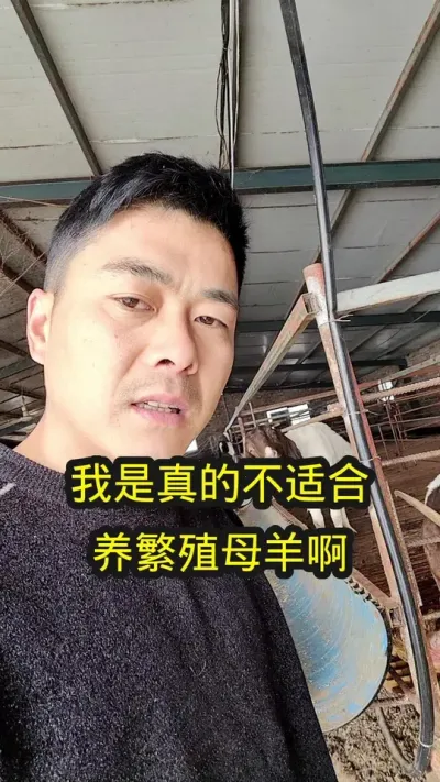 精力达不到，是真的不能养繁殖母羊啊#养羊 #农村养羊 #养殖人的心酸