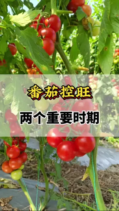 番茄控旺两个重要时期你知道吗#番茄种植方法及管理技术 #西红柿种植技术与管理法 #番茄种植技术 #西红柿的种植技术 #番茄的种植方法