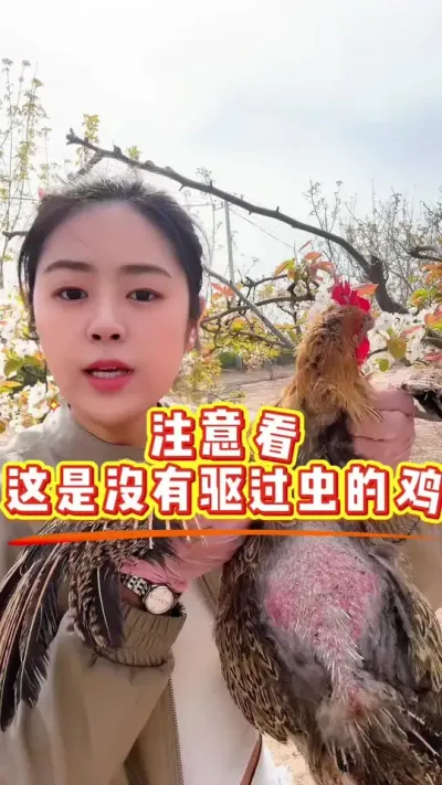 注意看，这是没有驱过虫的鸡 #鸡病防治 #科学养鸡 #养殖小妙招 #鸡鸭鹅养殖 #服务三农支持三农