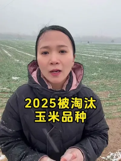 2025被淘汰的玉米品种 #玉米种子 #种子 #今日三农爆款