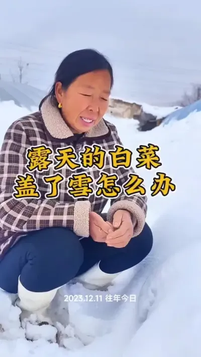 白菜储存管理#白菜种植 #白菜储存 #白菜储存方法 #生菜杨姐 @DOU+小助手