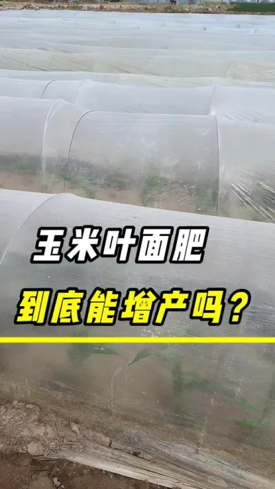 玉米叶面肥，打底能增产吗？#三农 #农业 #玉米种植 #玉米 #玉米金大棒