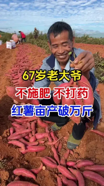 67岁老大爷不施肥不打药，红薯亩产过万斤#红薯种植#红薯移栽#红薯管理#红薯高产#种植小技巧