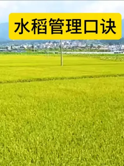 水稻如何管理#三农种植 #水稻种植#农业