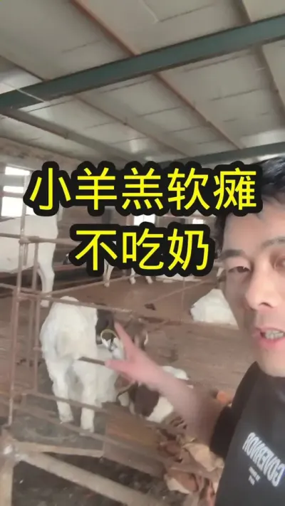 小羊羔瘫软#养羊 #养羊人 #养羊技术 #养羊技术分享 #羔羊瘫软