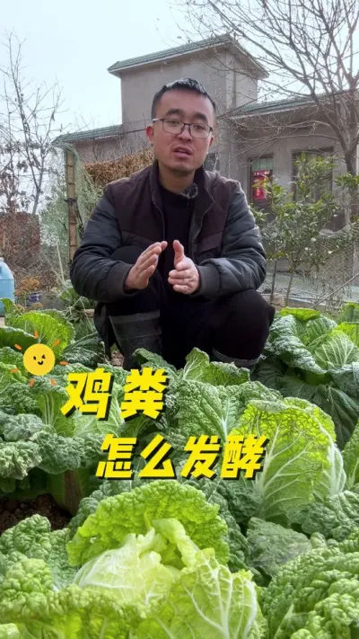 鸡粪怎么发酵？鸡粪怎么用#我的小菜园 #种植小技巧 #关注我一起学种菜 #我爱种菜 #内容启发搜索