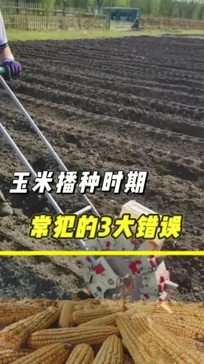 玉米播种时期常犯的这3个错误，一定记得不能犯#玉米 #玉米种植 #抖音助农 #玉米高产种植技术 #三农
