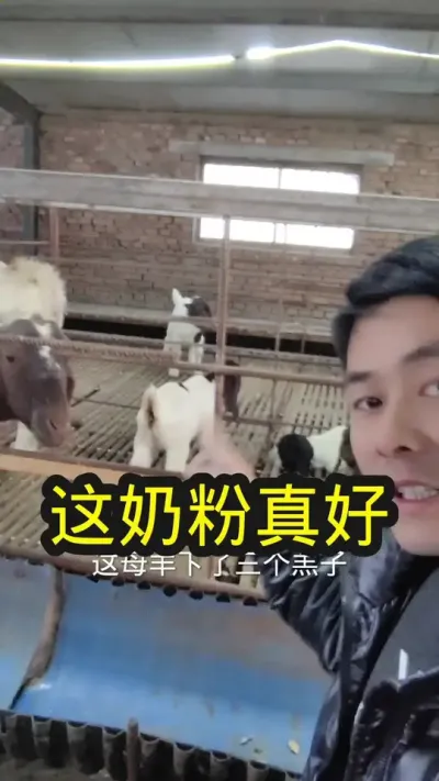 不满意一定记得回来申请退款#养羊人 #养羊 #羔羊奶粉 #羊奶粉