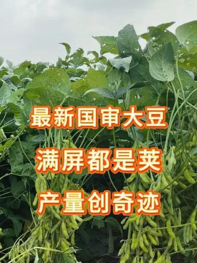 2025年大豆想要增产增收的看过来！ #抖音助农扶农 #农业种植 #三农 #大豆种植 #高产