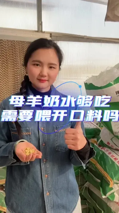 羔羊开口料#养羊人 #养羊技术 #羔羊开口料