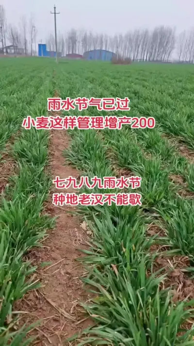 雨水节气已过，小麦这样管理增产200#抖音助农 #农业种植技术 #农业人 #小麦 #关注三农